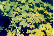 thimbleberries.jpg